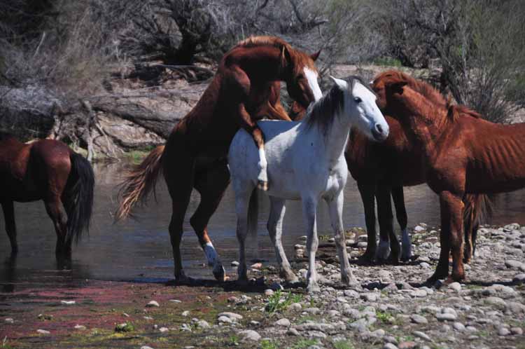 mustangs